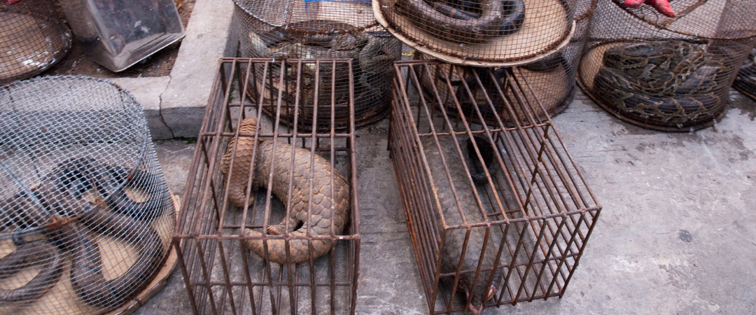 To prevent the next pandemic ban commercial wildlife markets: new report