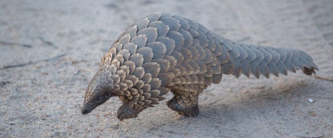 Why we must protect pangolins to stop the next pandemic