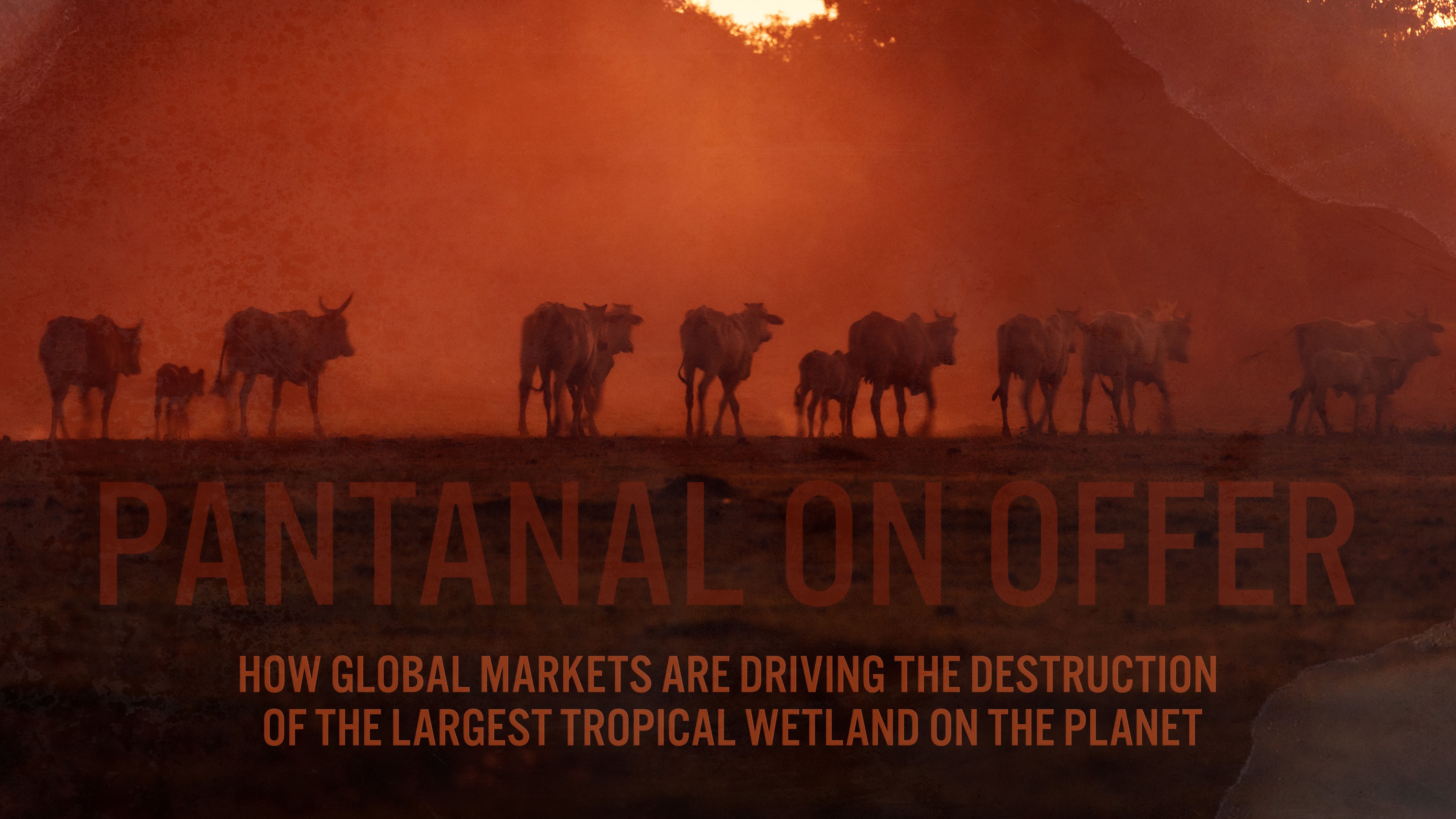 „Pantanal On Offer“: Wie die Klimakrise und globale Märkte das Pantanal zerstören