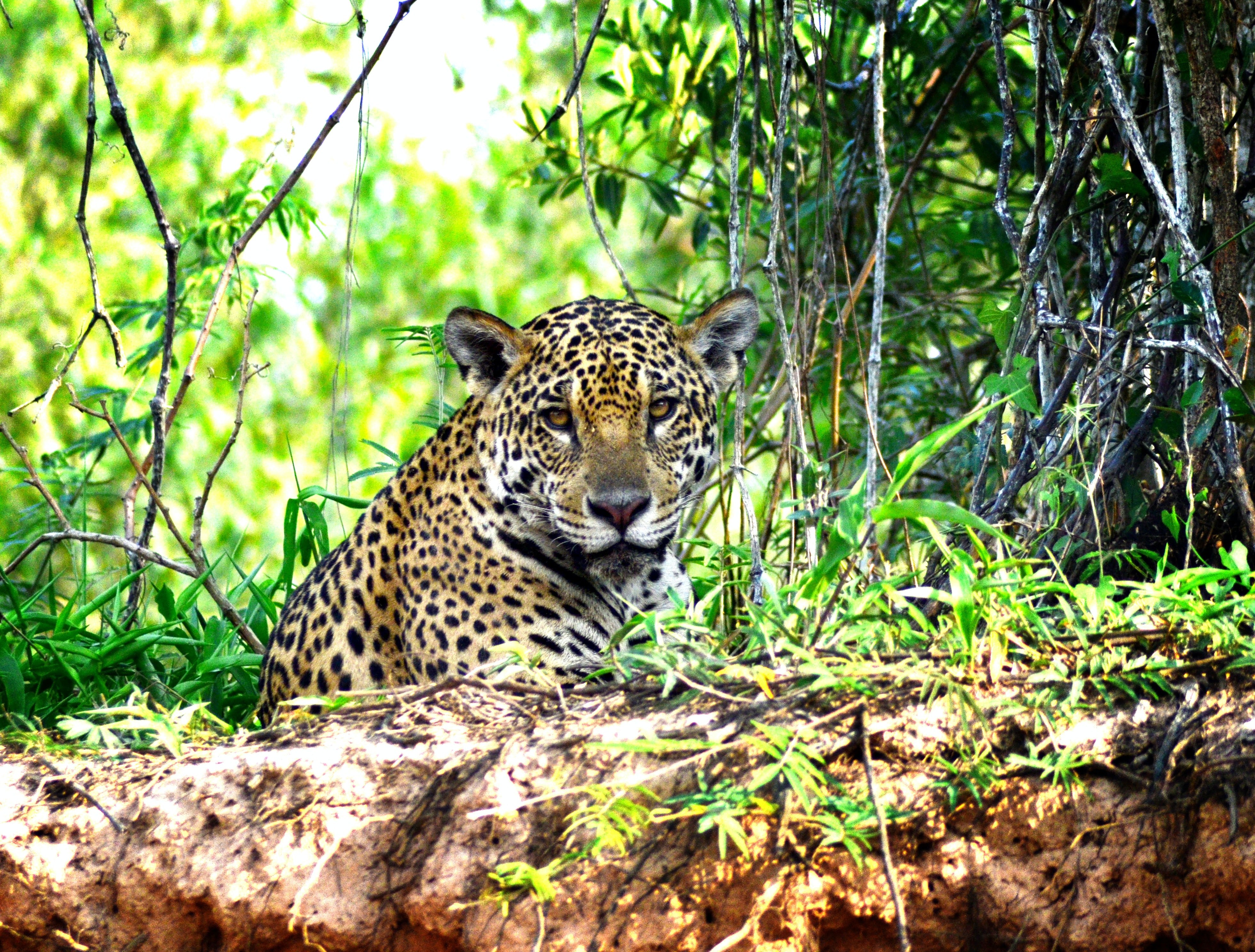 The unique Pantanal wetland is being destroyed: The EU can help save it