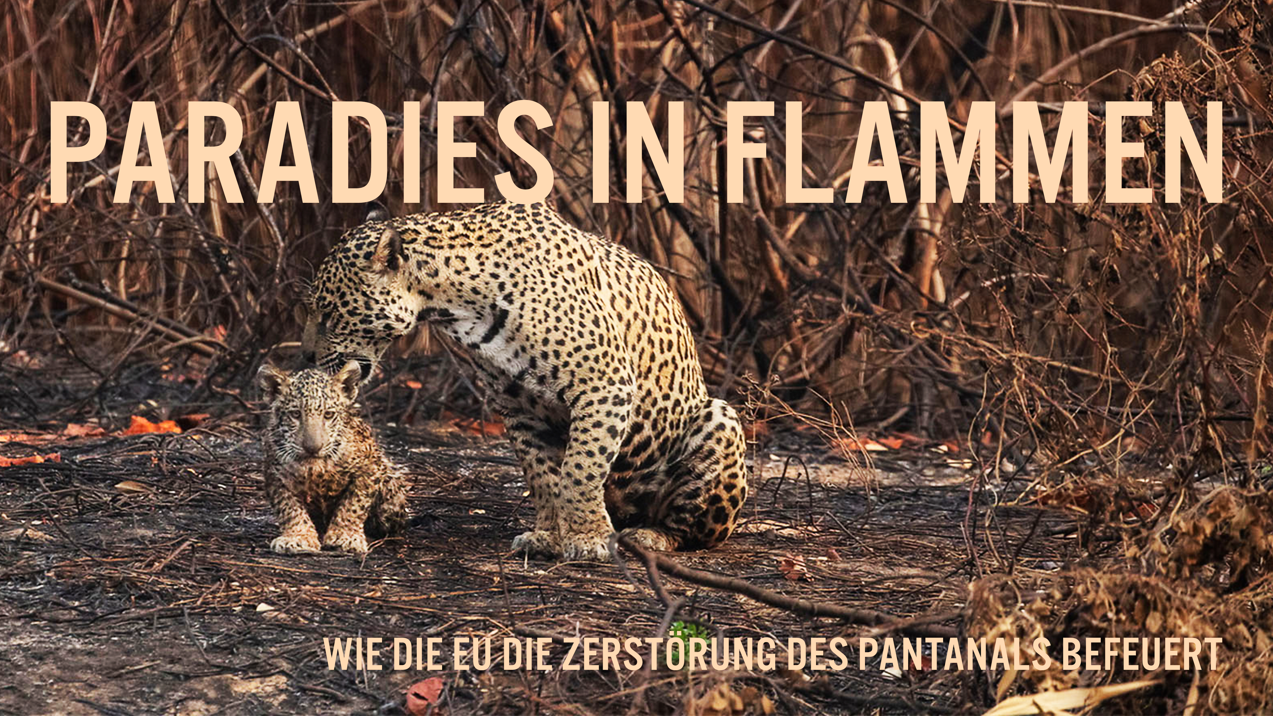 Paradies in Flammen: Wie die EU die Zerstörung des Pantanals befeuert
