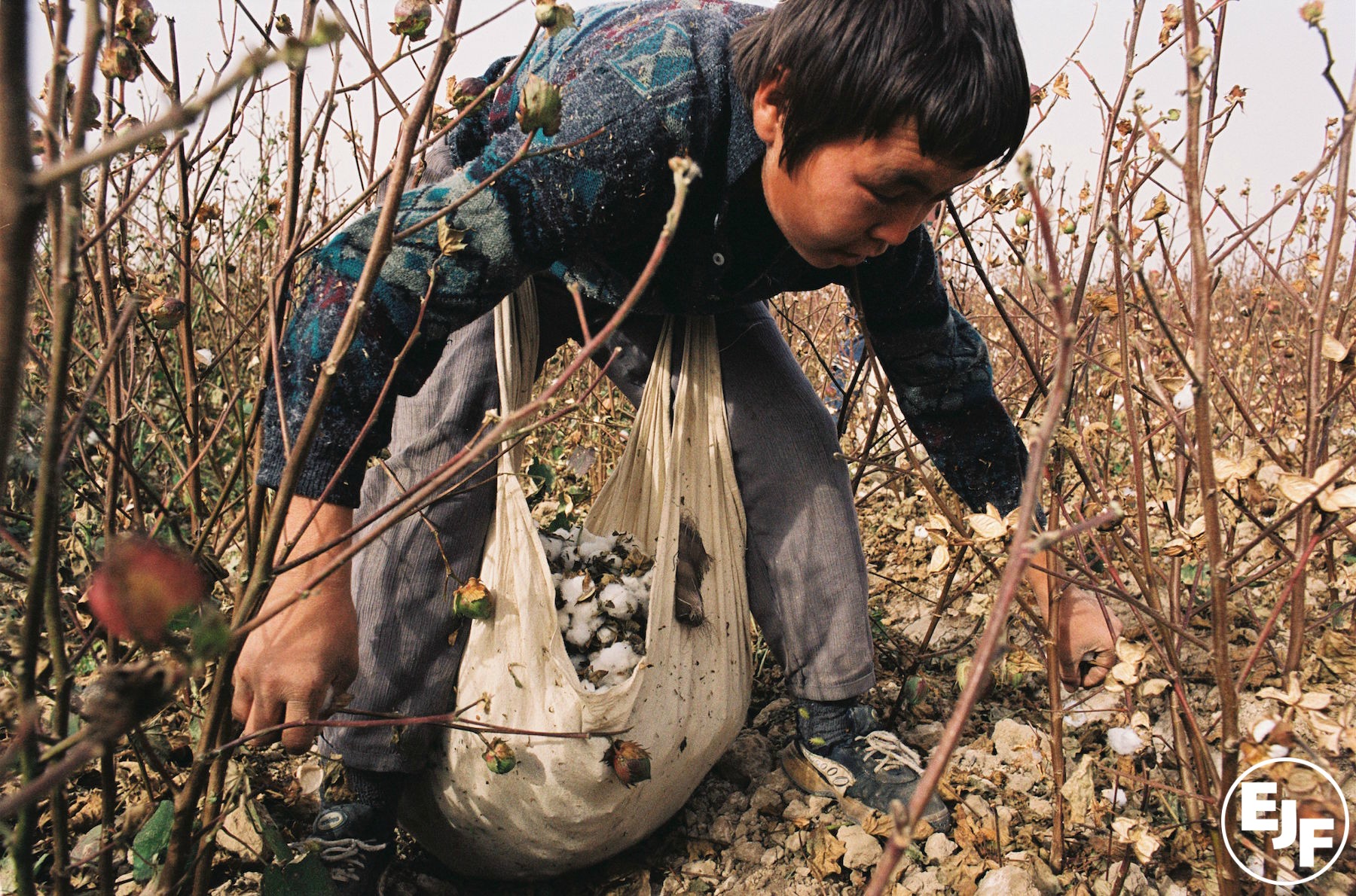 EJF invited by UK Government to discuss Uzbek cotton