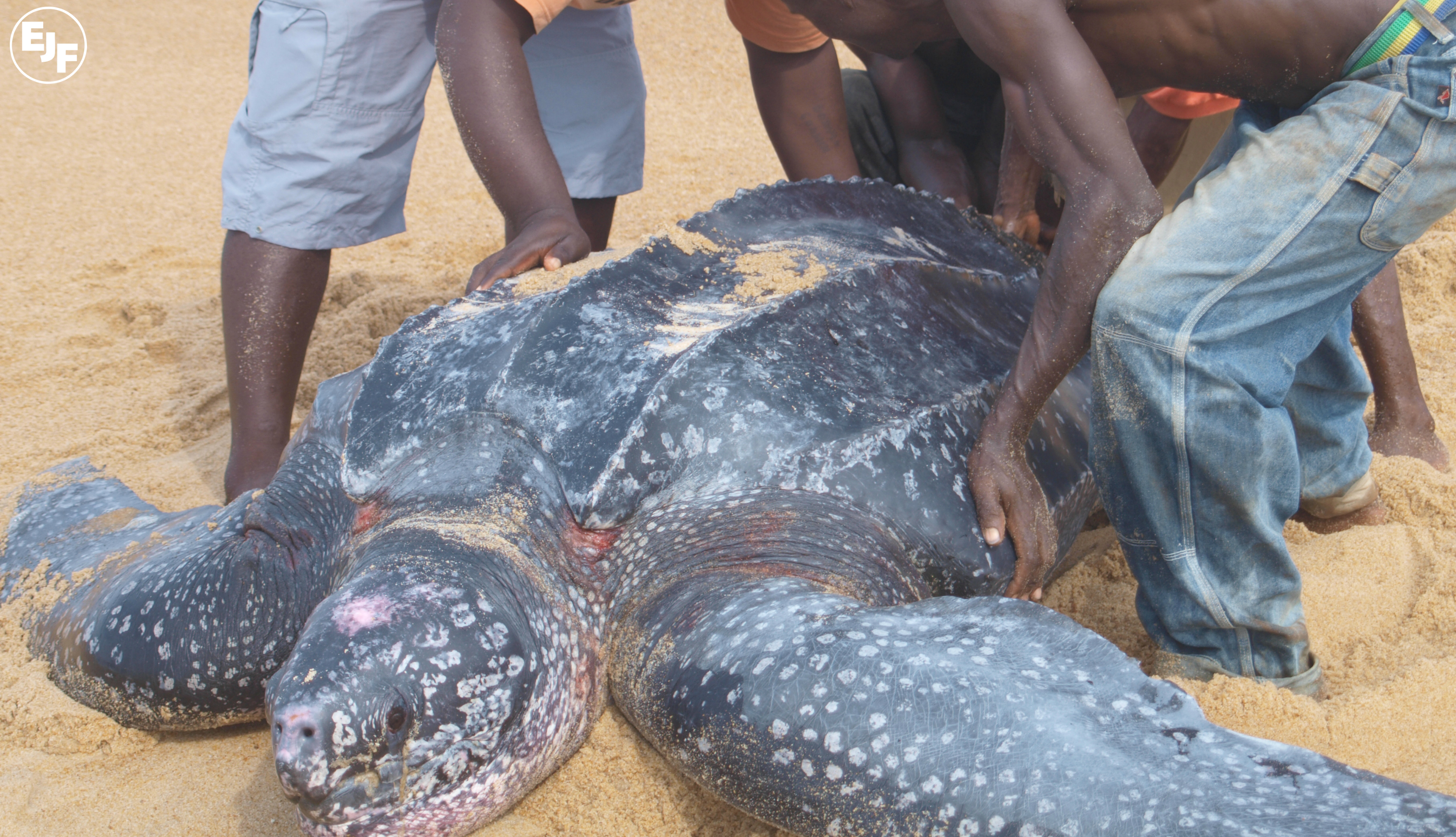 Rs21466 Leatherback Turtle Freed After Being Tied Up For A Whole Night 2