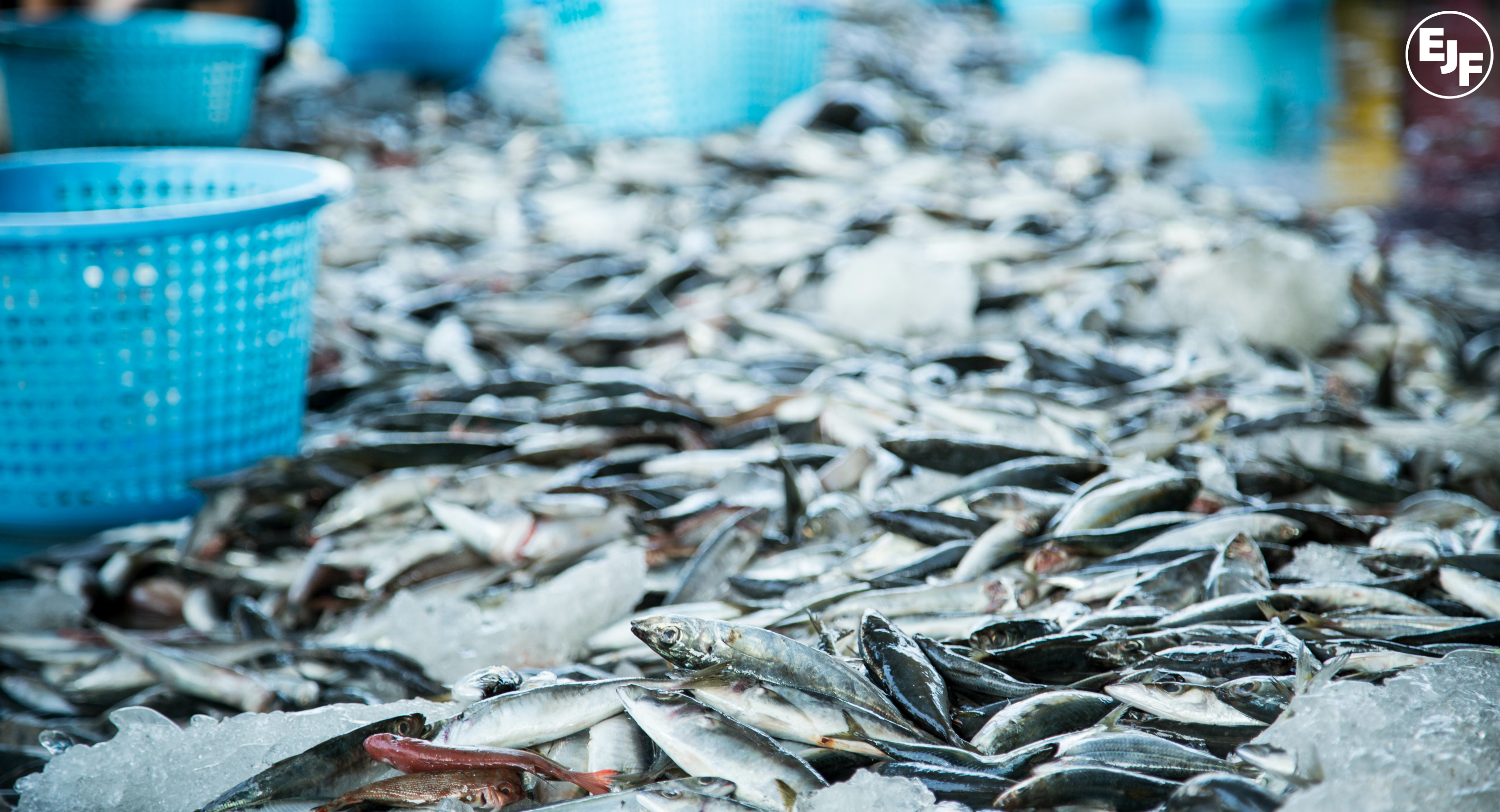 EU to ban fish imports from Sri Lanka for illegal fishing