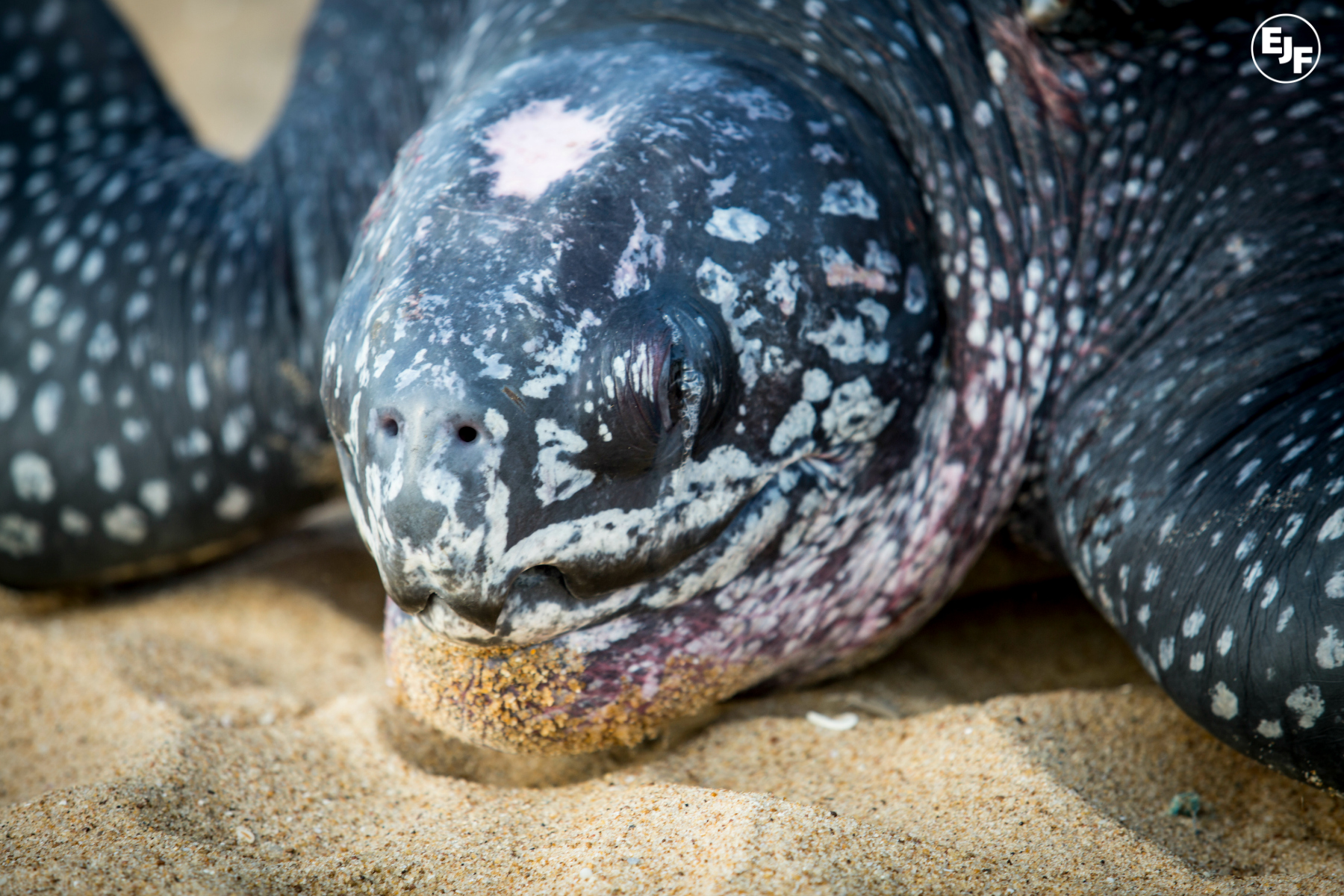 Notes from the field: turtle conservation up close