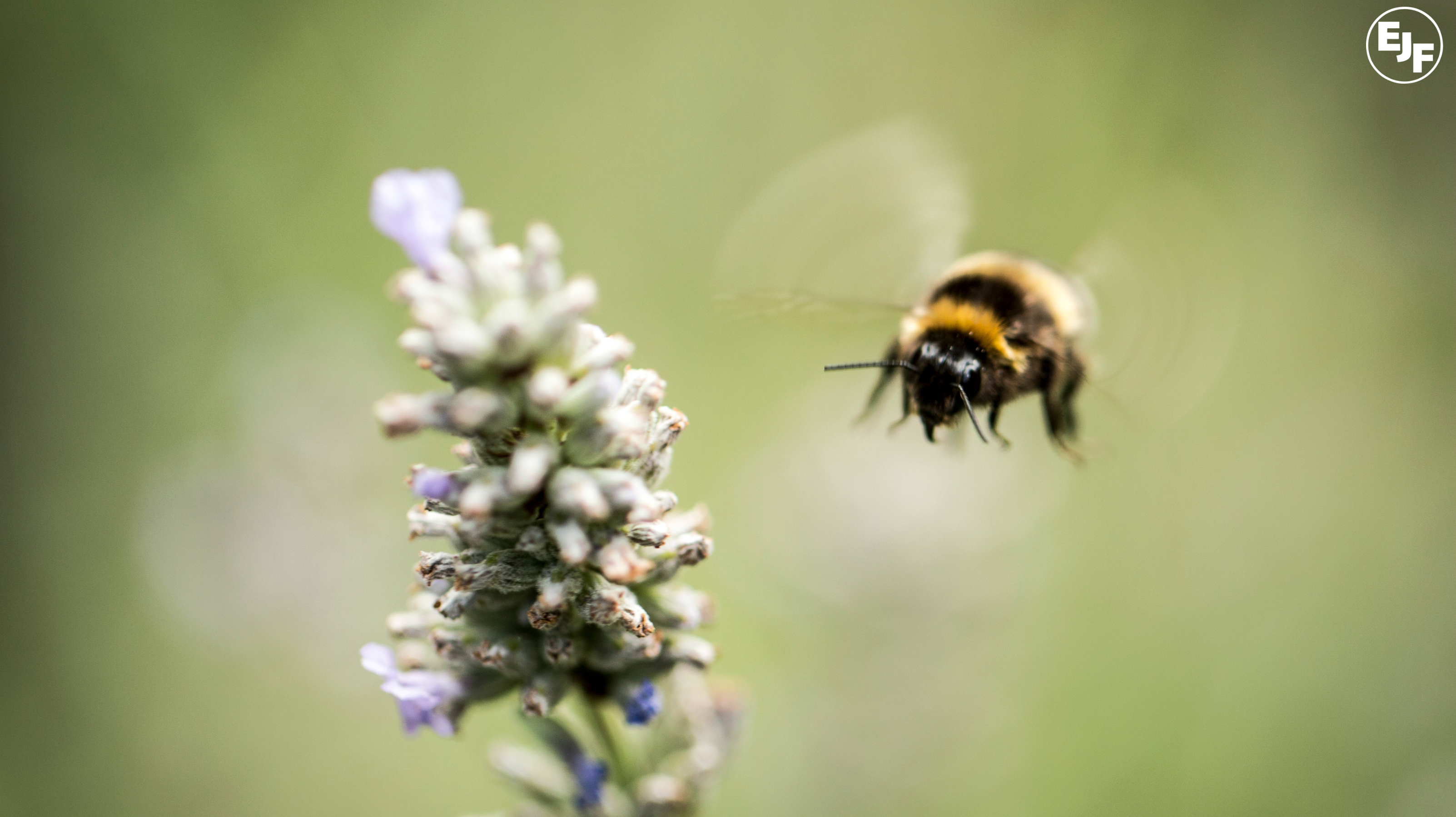 What allotments mean for bees - an Interview with Grant Smith