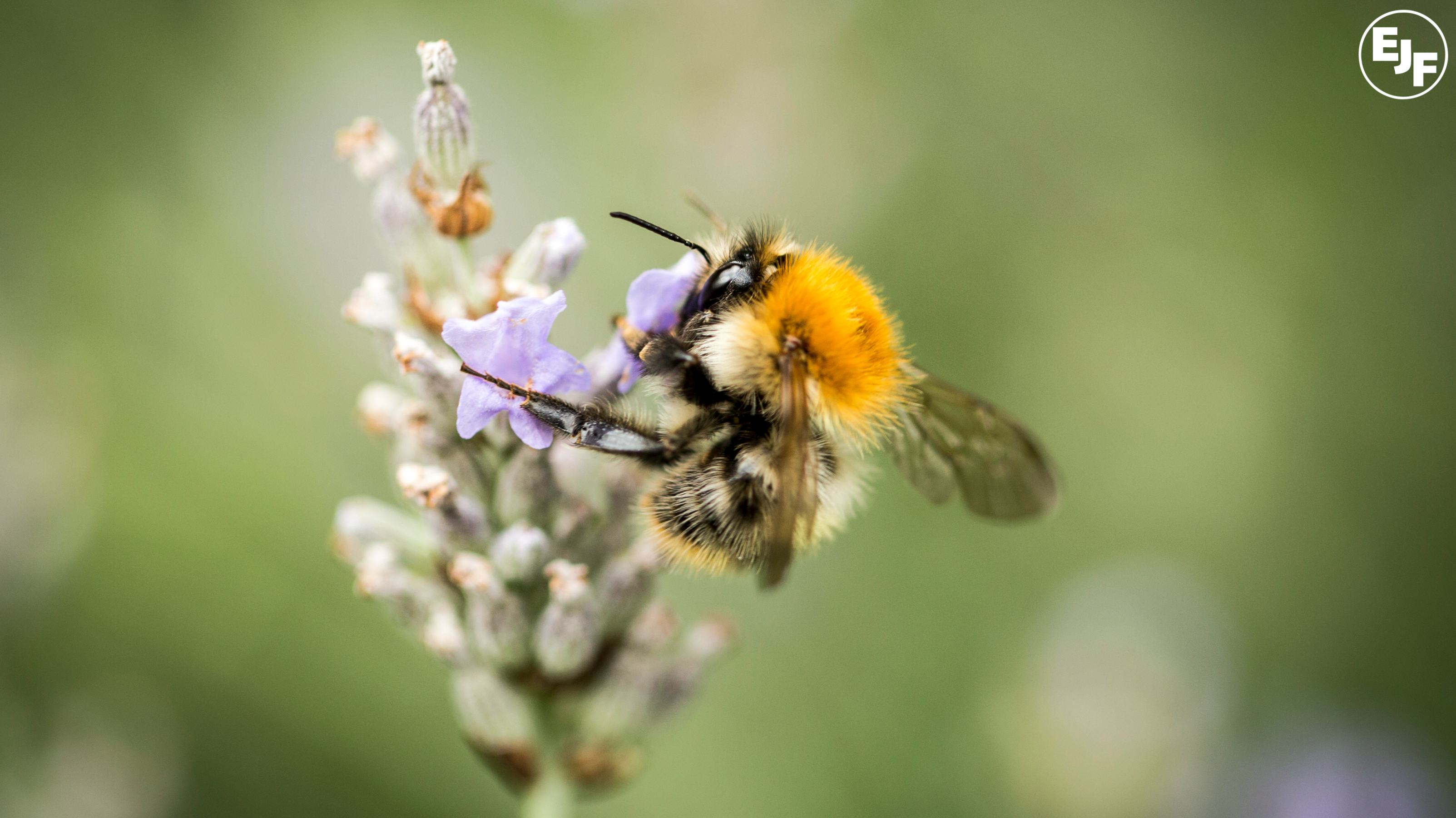 Press Release: Global review of pesticides shows extent of threat from Neonicotinoids