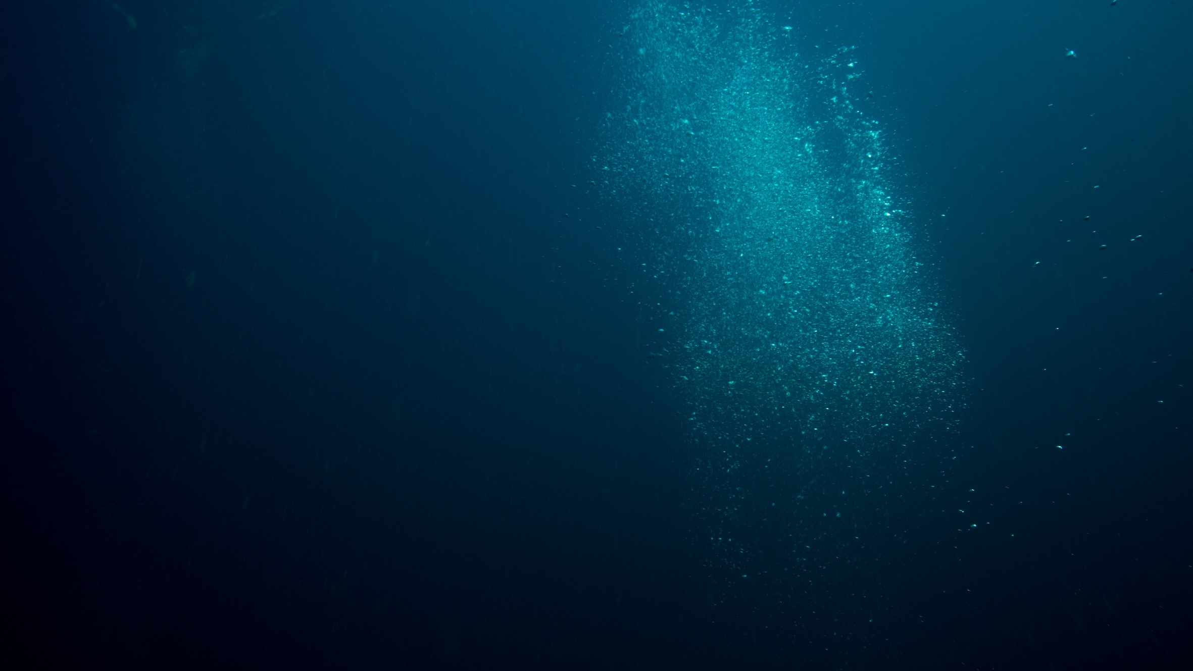 Bioluminescence is most abundant in the open ocean environment