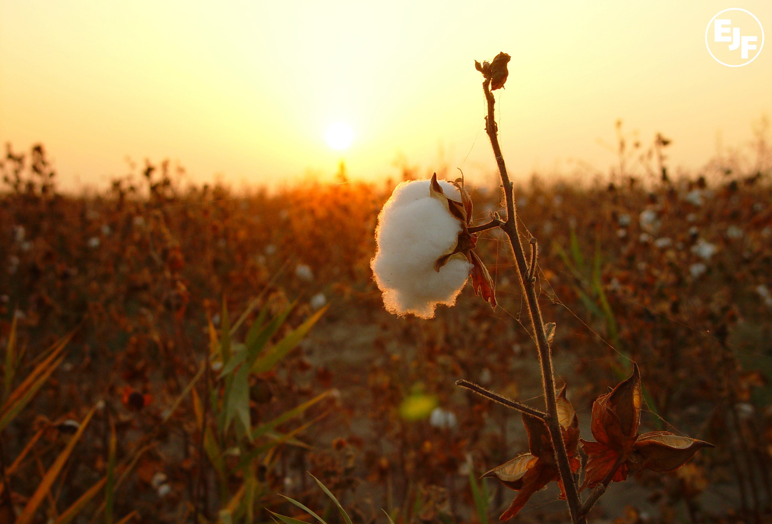 European Parliament rejects proposal to reduce tariffs on Uzbek textiles