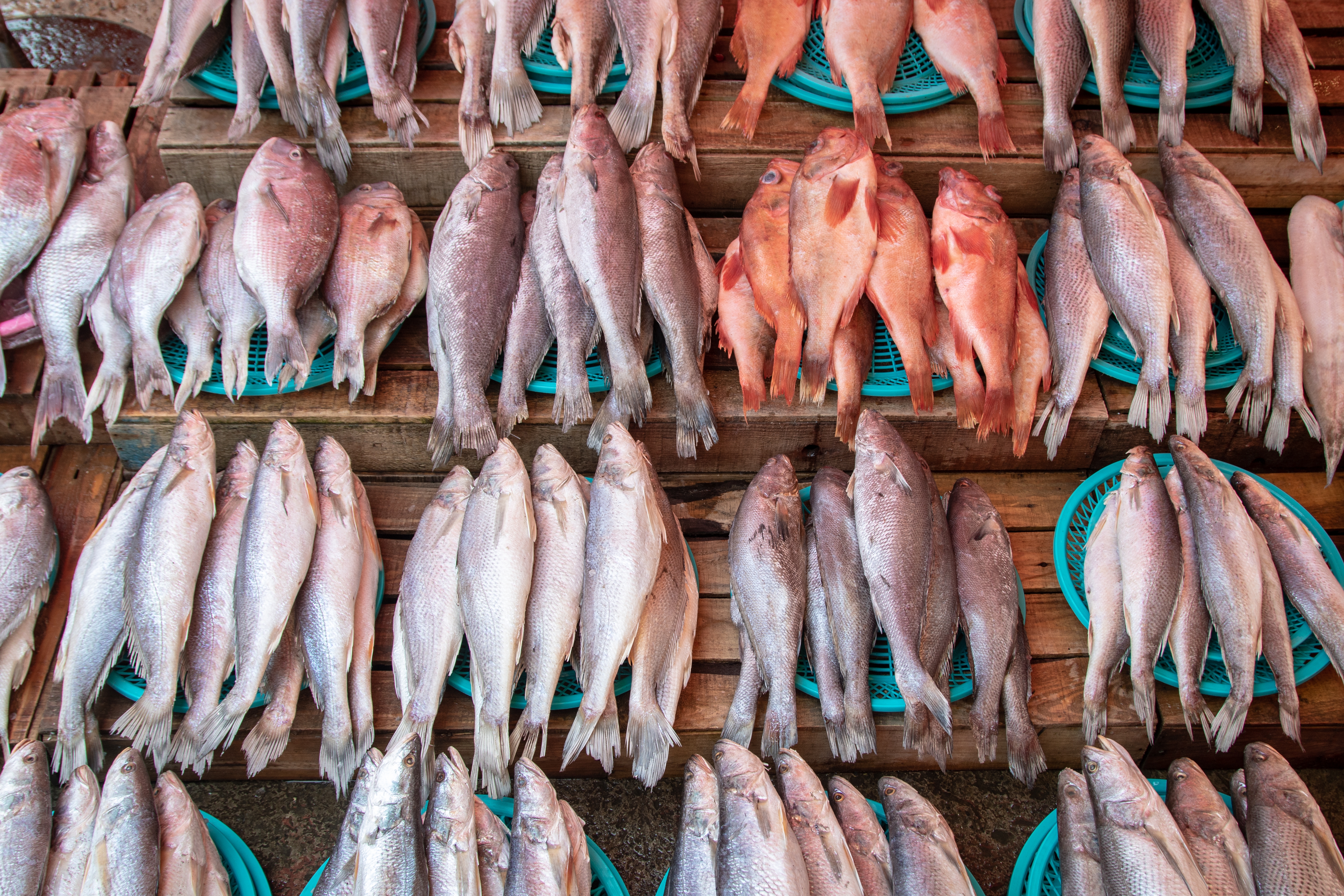 High-risk seafood is entering Korea due to ineffective import controls