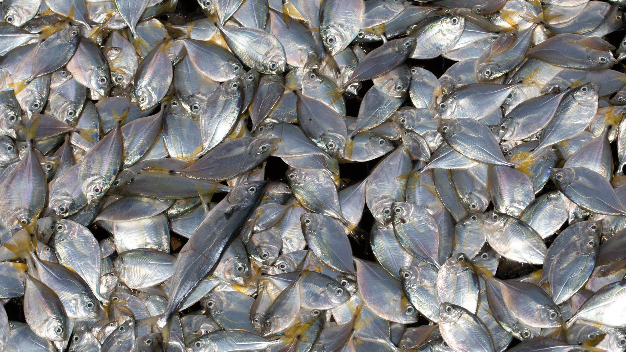 European Fish Dependence Day: Europe runs out of fish