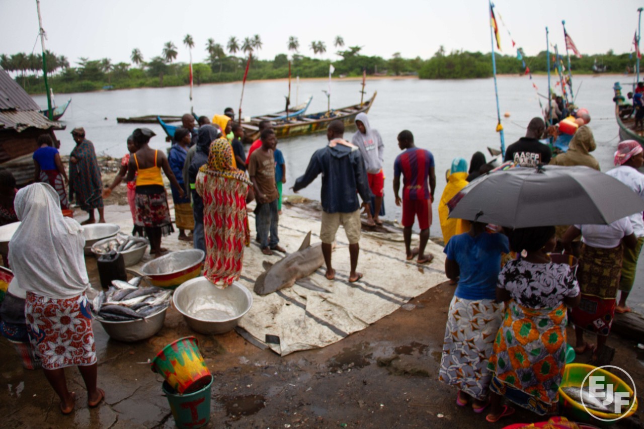 Environmental Justice Foundation  International Whale Shark Day:…