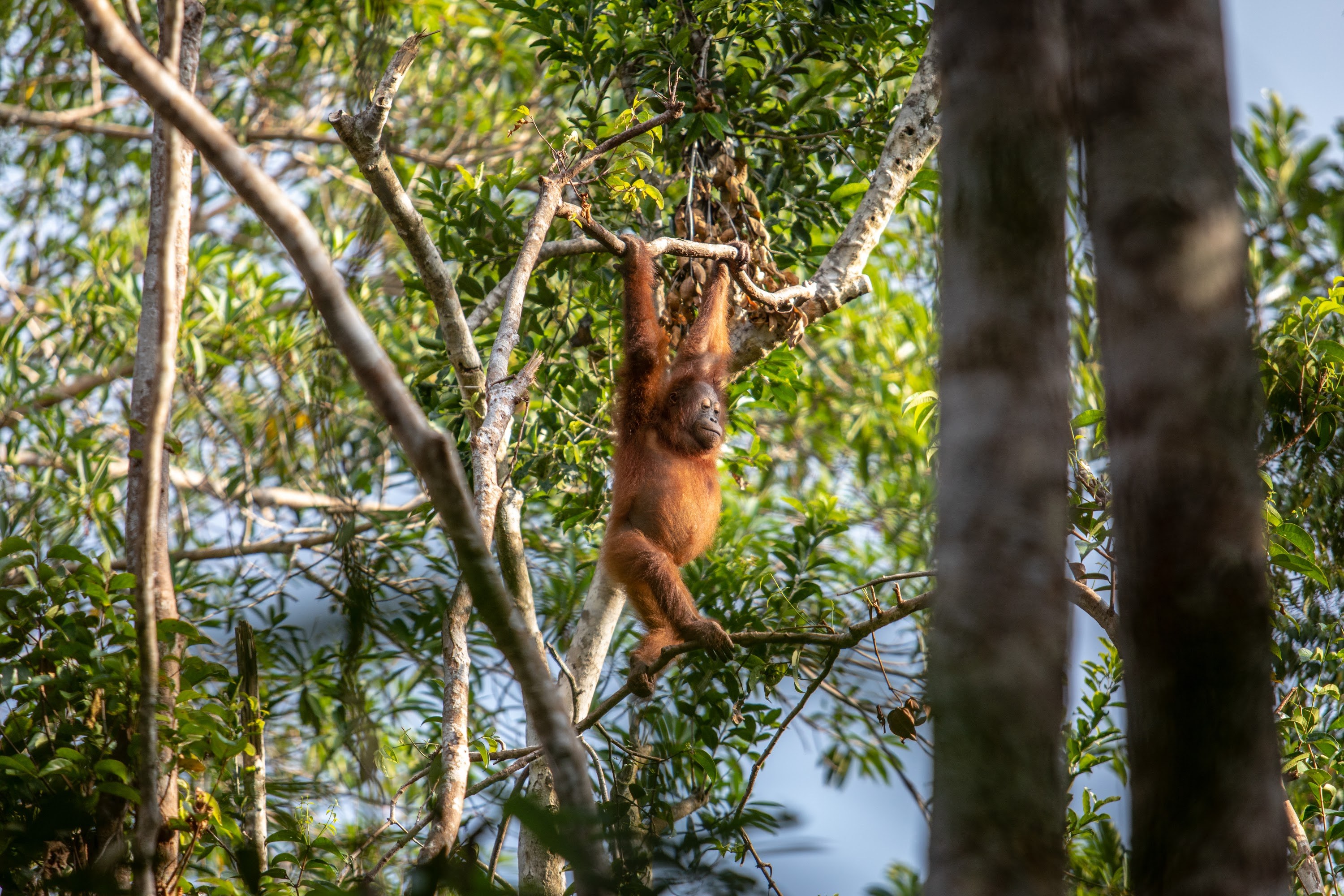 Why the ecocide of forests must end