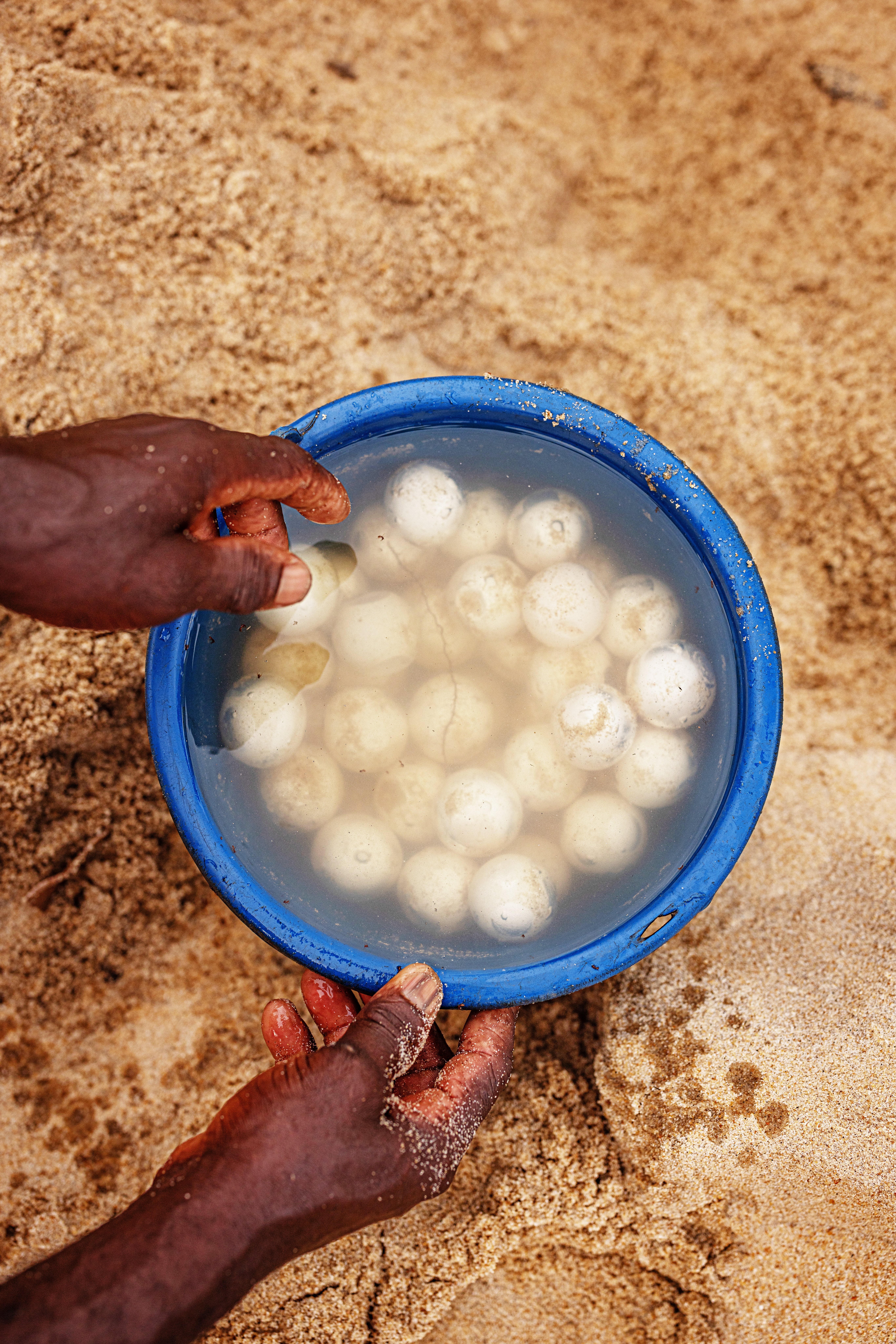 Supporting coastal communities to protect sea turtles in Liberia