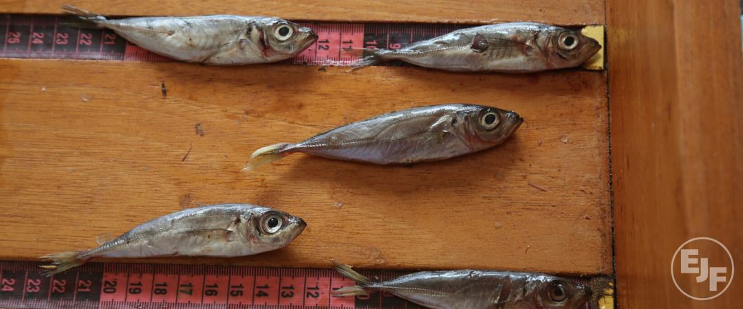 EJF-Bericht: Jagd auf Jungfische – Ghanas Fischerei vor dem Kollaps
