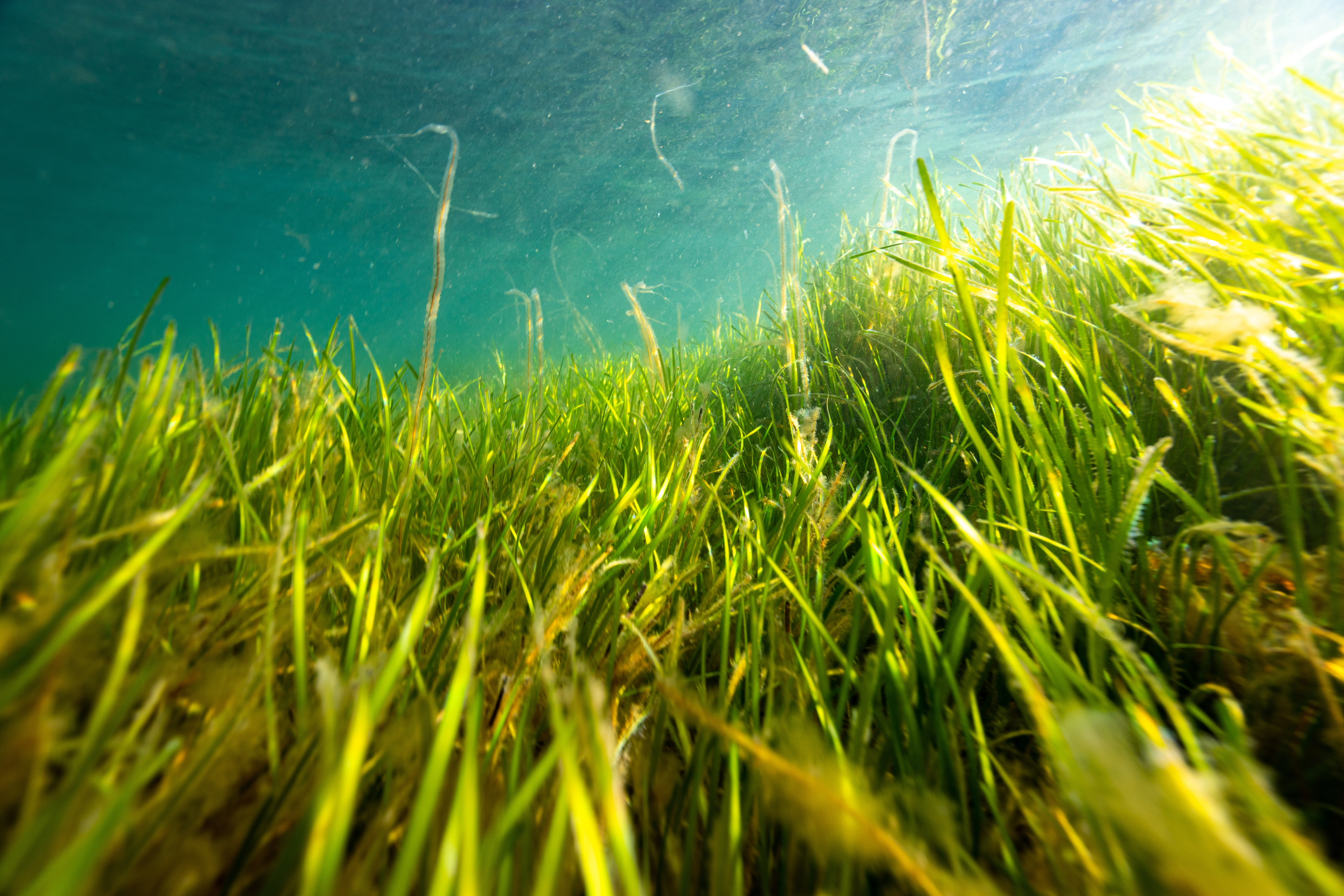 ‘Blue carbon’ report and open letter delivered to leaders: Ocean protection is key to climate policy