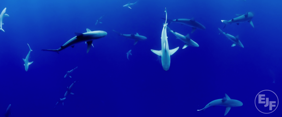 #StopFinningEU: EU-Bürgerinitiative gegen den Handel mit Haifischflossen