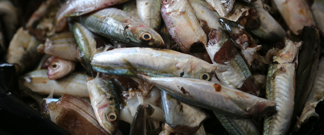 Wichtiger Schritt gegen illegale Fischerei: EU verwarnt Kamerun