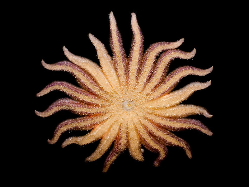 Sunflower sea star