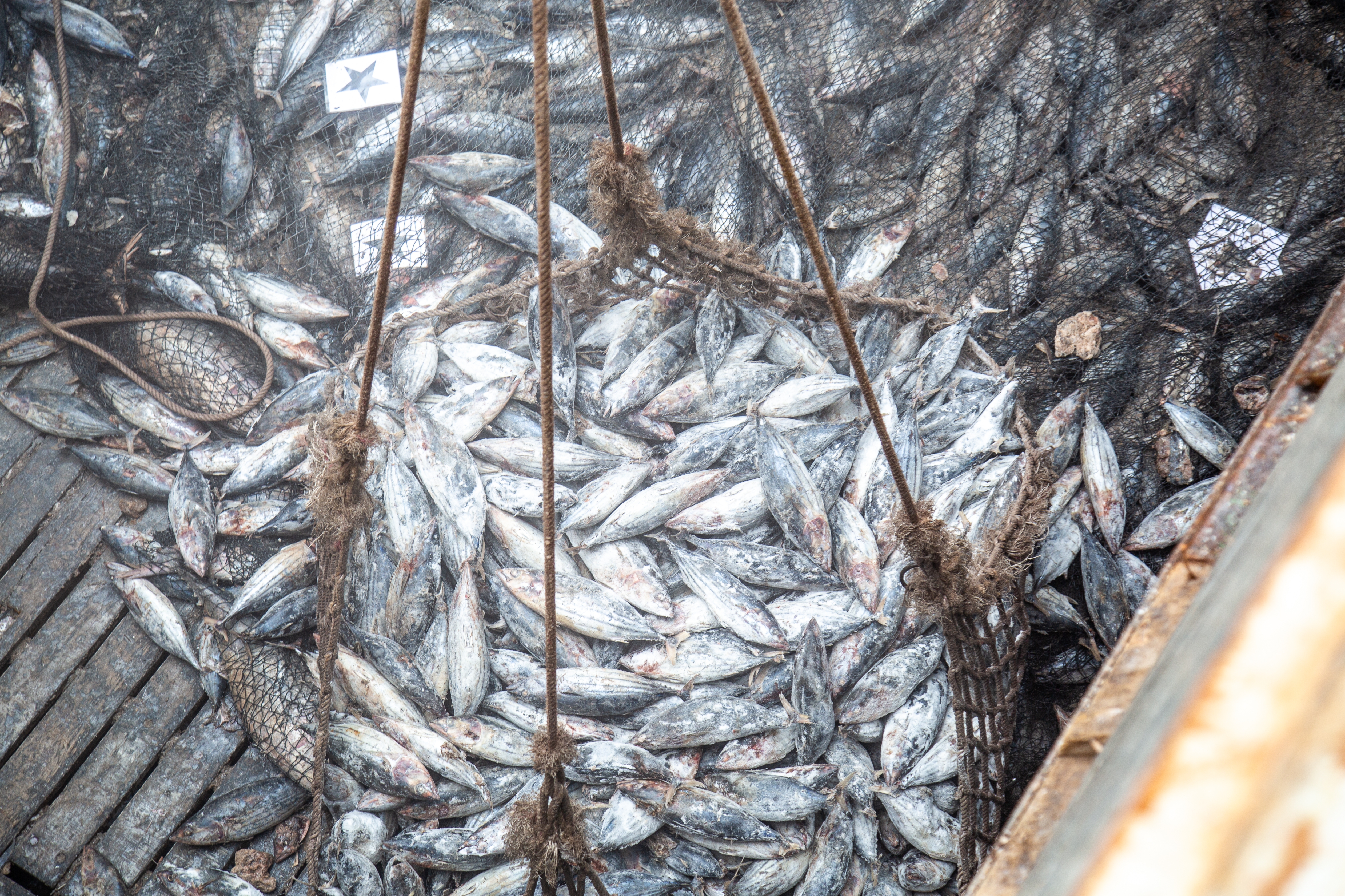 Illegal fishing fleet blacklisted in Indian Ocean to safeguard tuna
