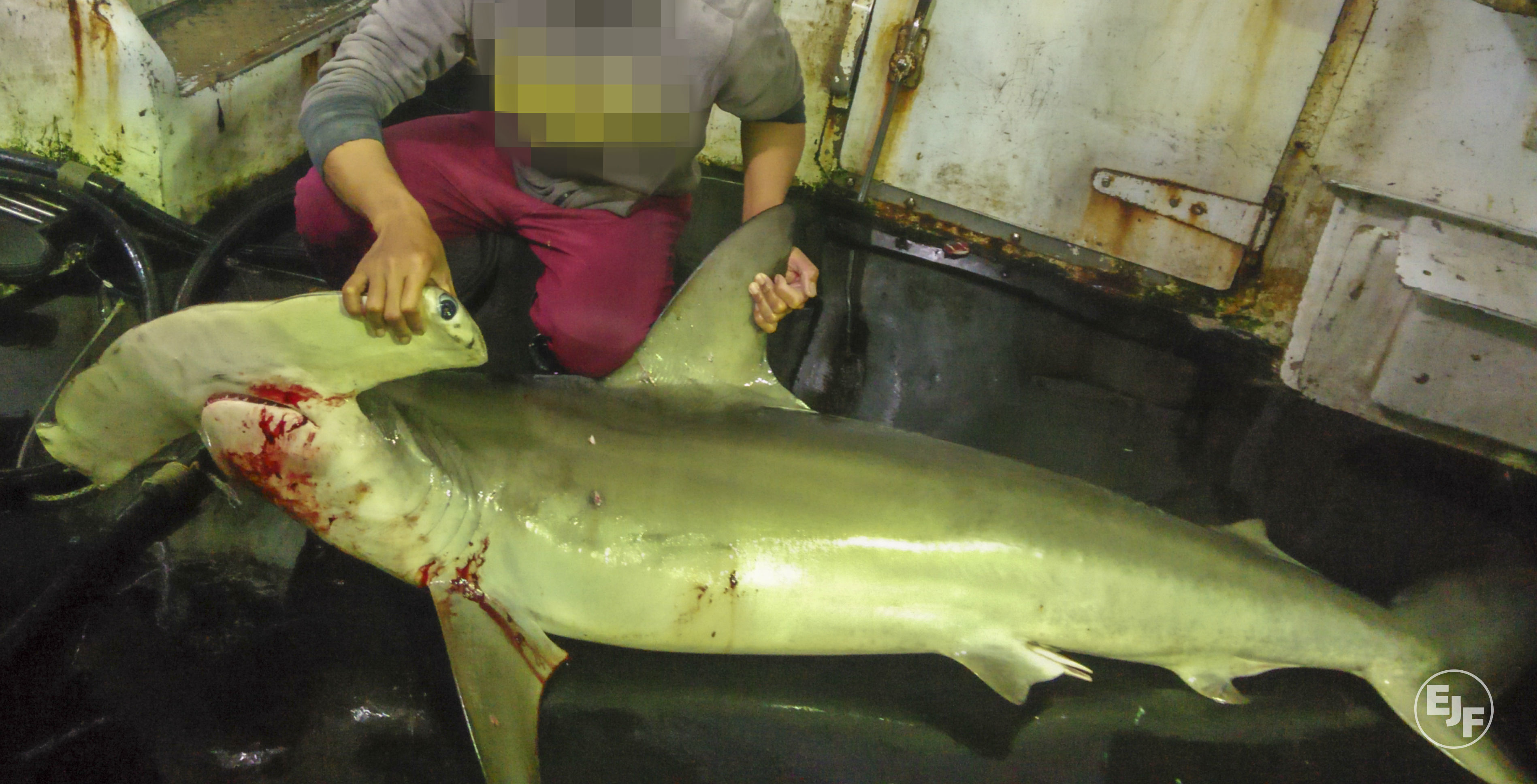 EJF uncovers illegal shark finning and killing of dolphins and turtles in Taiwan’s tuna export industry