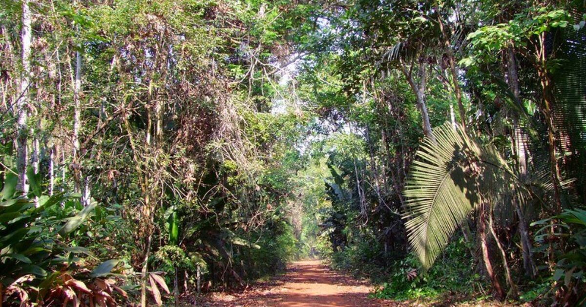 Rondônia,  Rainforest, Indigenous Tribes, Wild Fauna