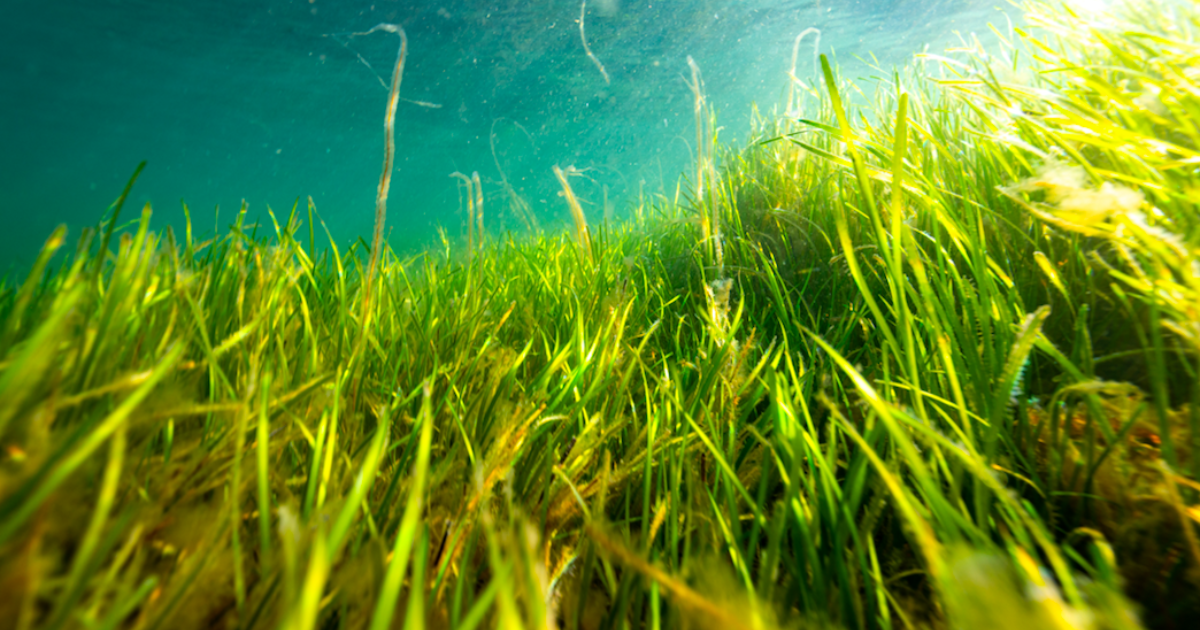 Seagrasses store more blue carbon than previously thought