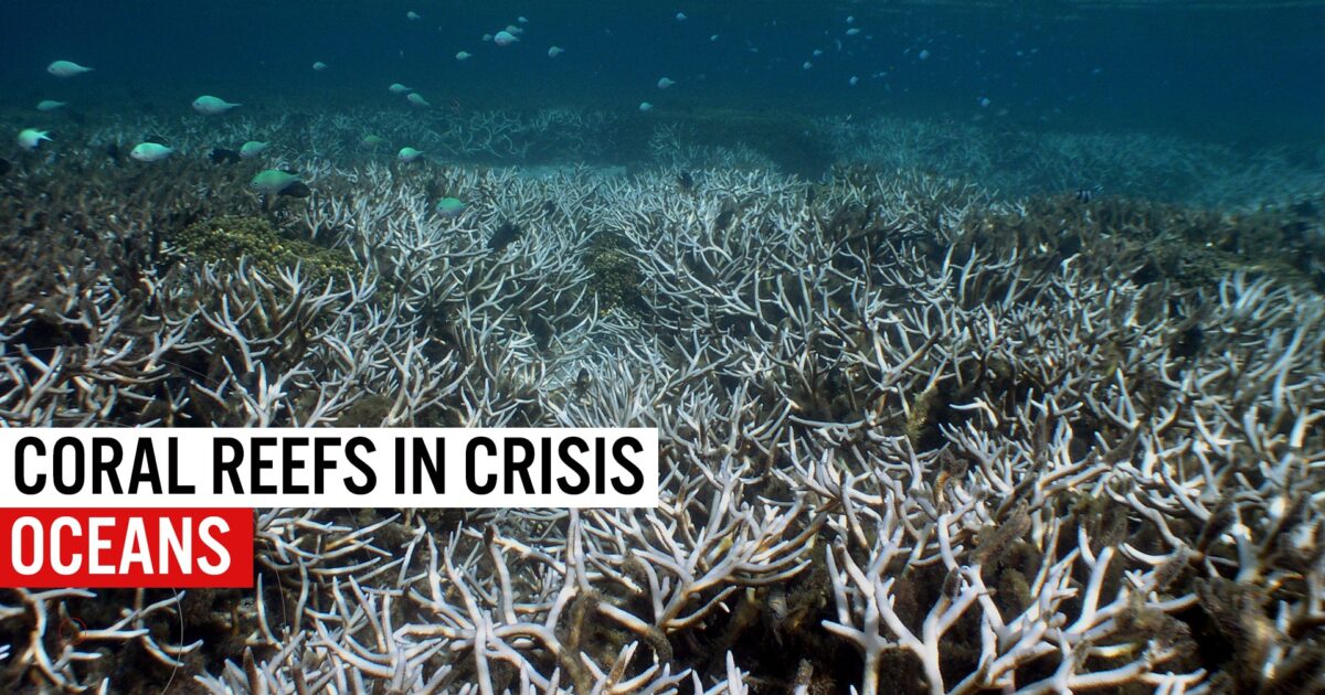 Environmental Justice Foundation Coral Reefs In Crisis   Coral Reefs In Crisis Thumbnail 