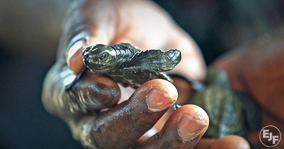 Environmental Justice Foundation | World Turtle Day: a spotlight on…