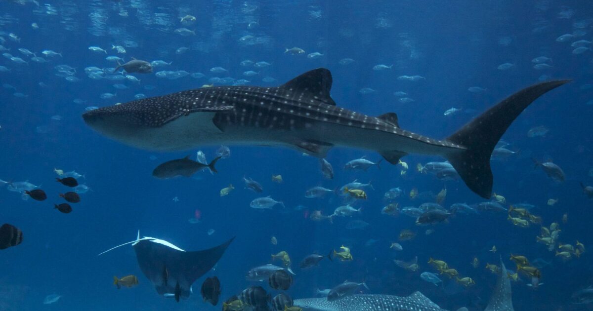 Environmental Justice Foundation  International Whale Shark Day:…