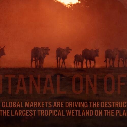 Pantanal on offer: Global markets and the destruction of the largest tropical wetland on the planet