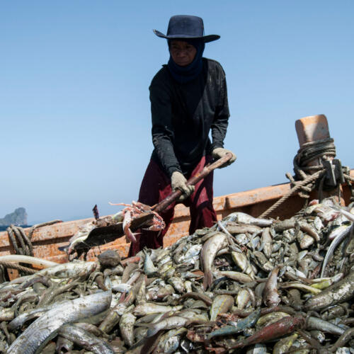 EJF presents updates on anti-slavery work at seafood ethics event