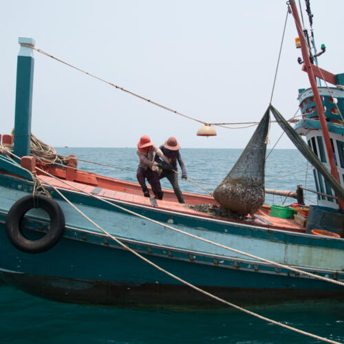 New industry guidance helps French companies and retailers to avoid illegal fishing