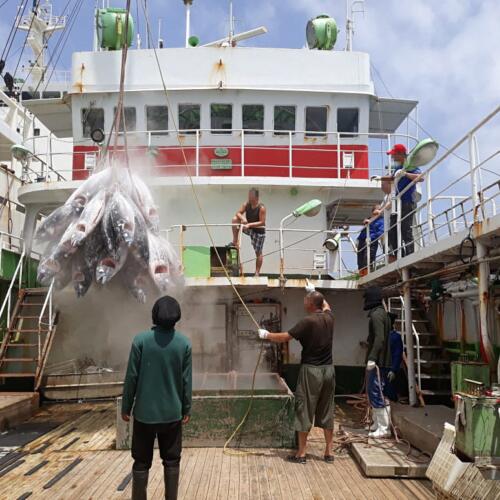 奴隷労働・違法操業漁業による水産物の日本市場への混入の可能性