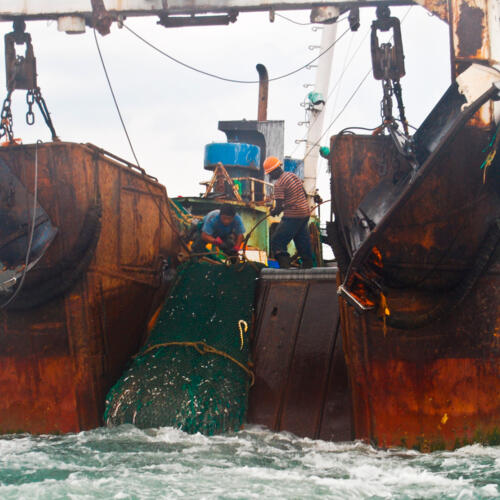 Industry Guidance to Avoid Illegal 'Pirate' Fish Products in UK Supply Chains