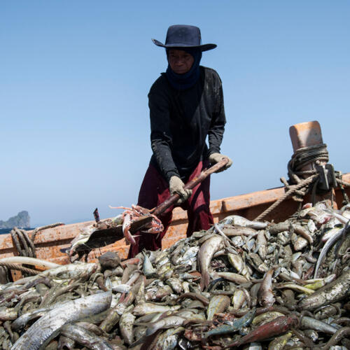 Overfishing and pirate fishing perpetuate environmental degradation and modern-day slavery in Thailand