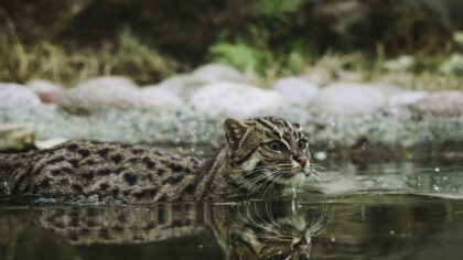 Magnificent mangroves: Blue carbon month week 4