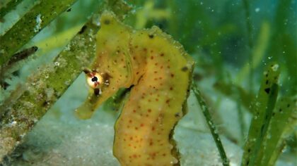 Super seagrasses: Blue carbon month week 3