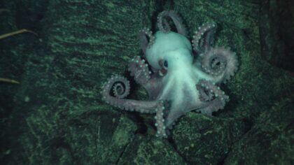 The amazing ocean wildlife threatened by deep sea mining