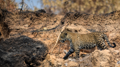 Weltgrößtes Feuchtgebiet verschwindet – noch kann die EU es verhindern