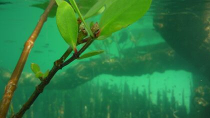 Help us tell world leaders that ocean protection is urgent