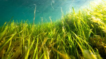 ‘Blue carbon’ report and open letter delivered to leaders: Ocean protection is key to climate policy