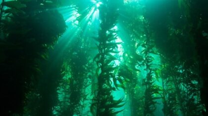The Forests of the Seas