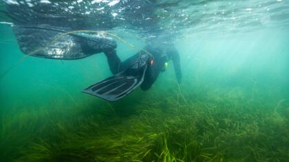 Open letter to world leaders: Put marine ecosystems at the heart of climate policy