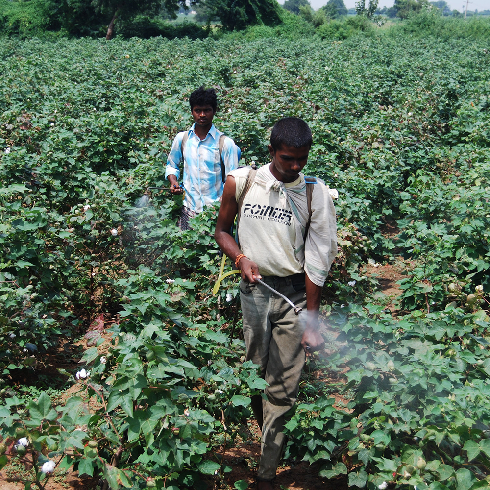 Pesticides & crop protection in cotton farming: what Better Cotton is doing