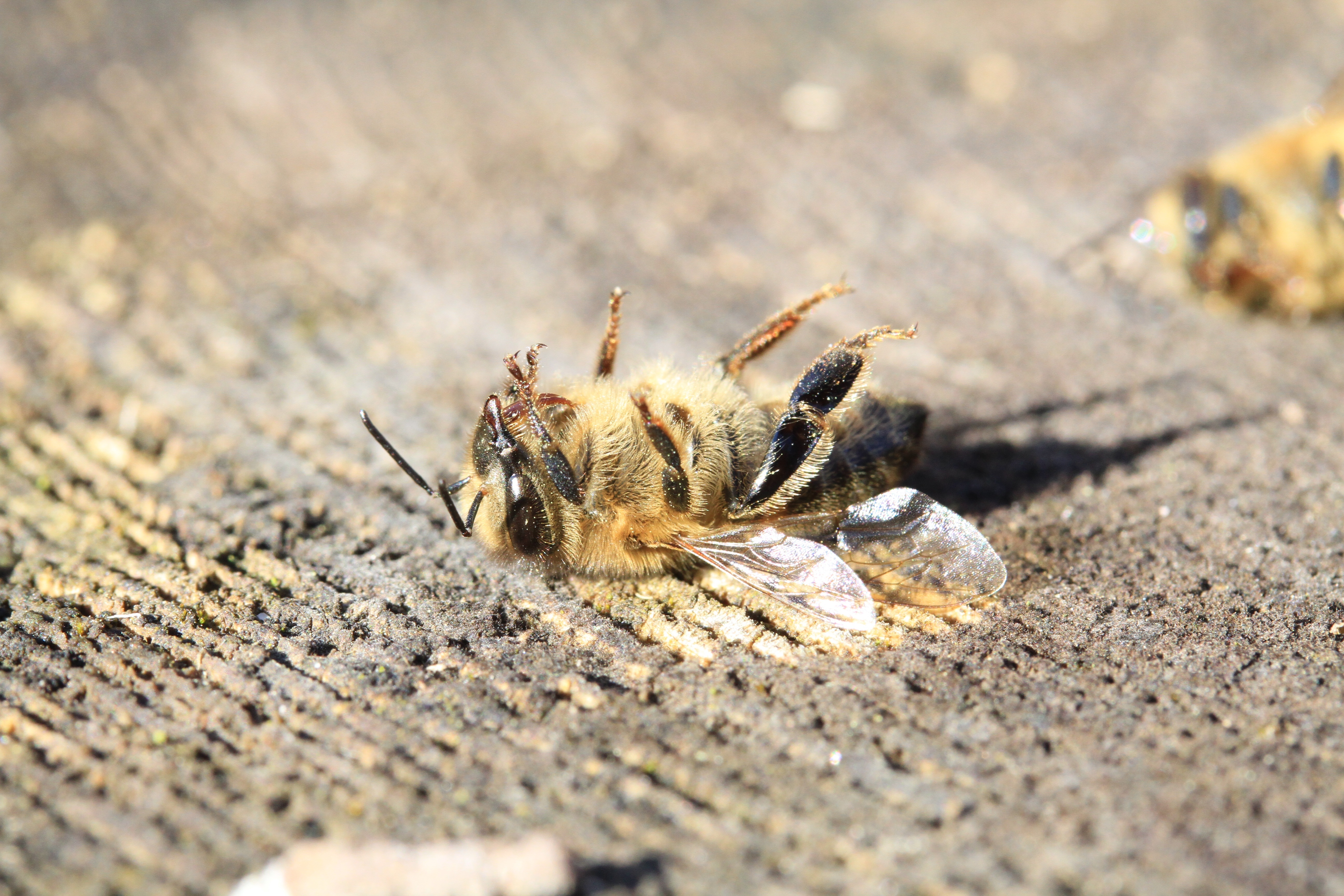 The zombie pesticide: Are bee-killing neonics back under Brexit?