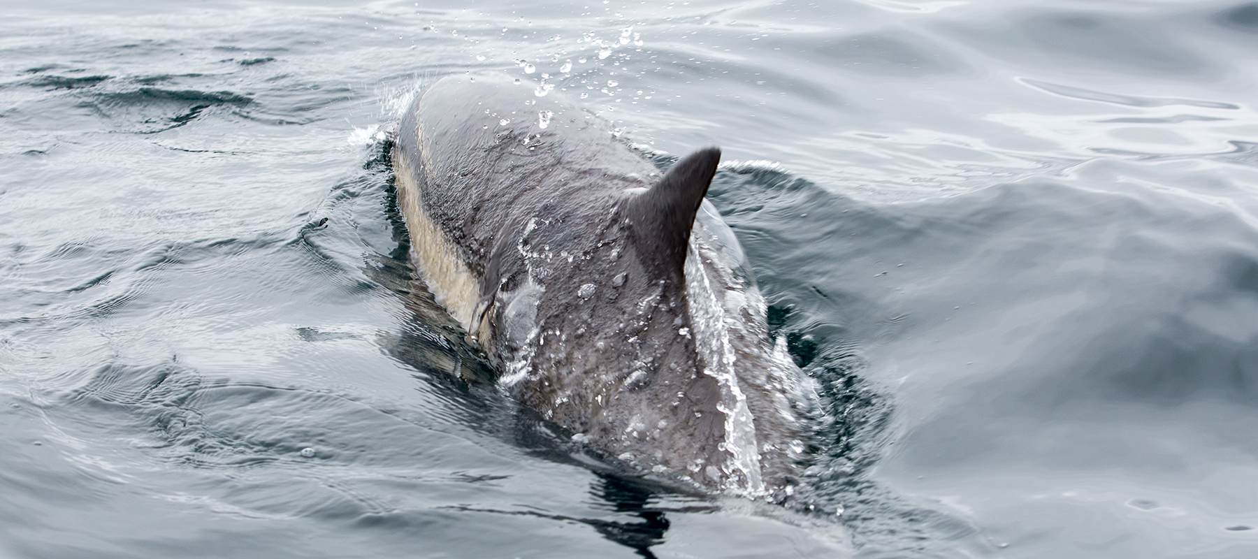 Taiwan fishing vessels target dolphins as bait for sharks