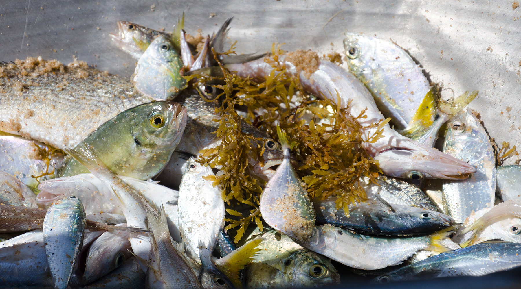 Subsidising industrial fishing needs to stop - now