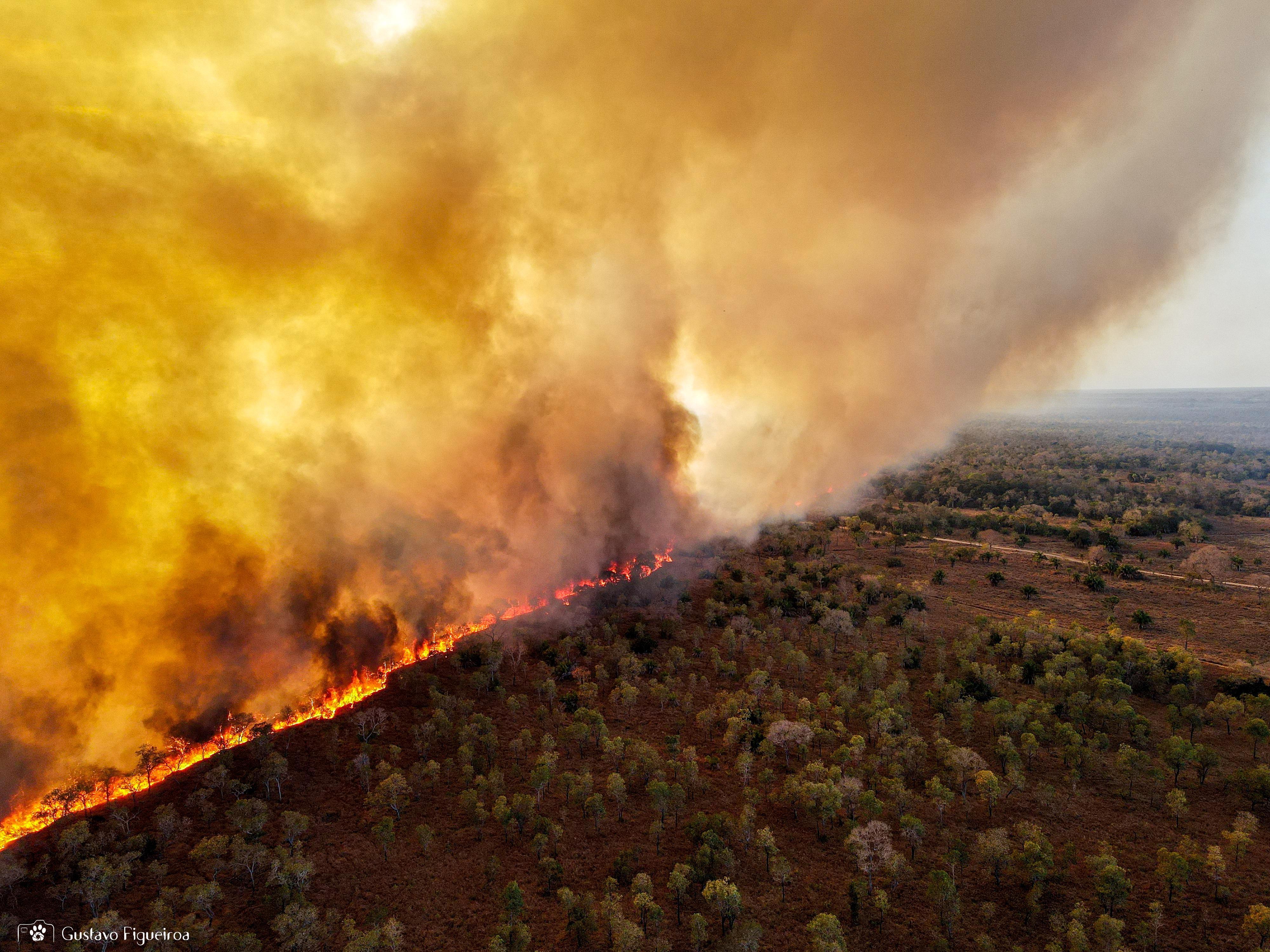 Pantanal fires to reach a global jaguar hotspot in a matter of days