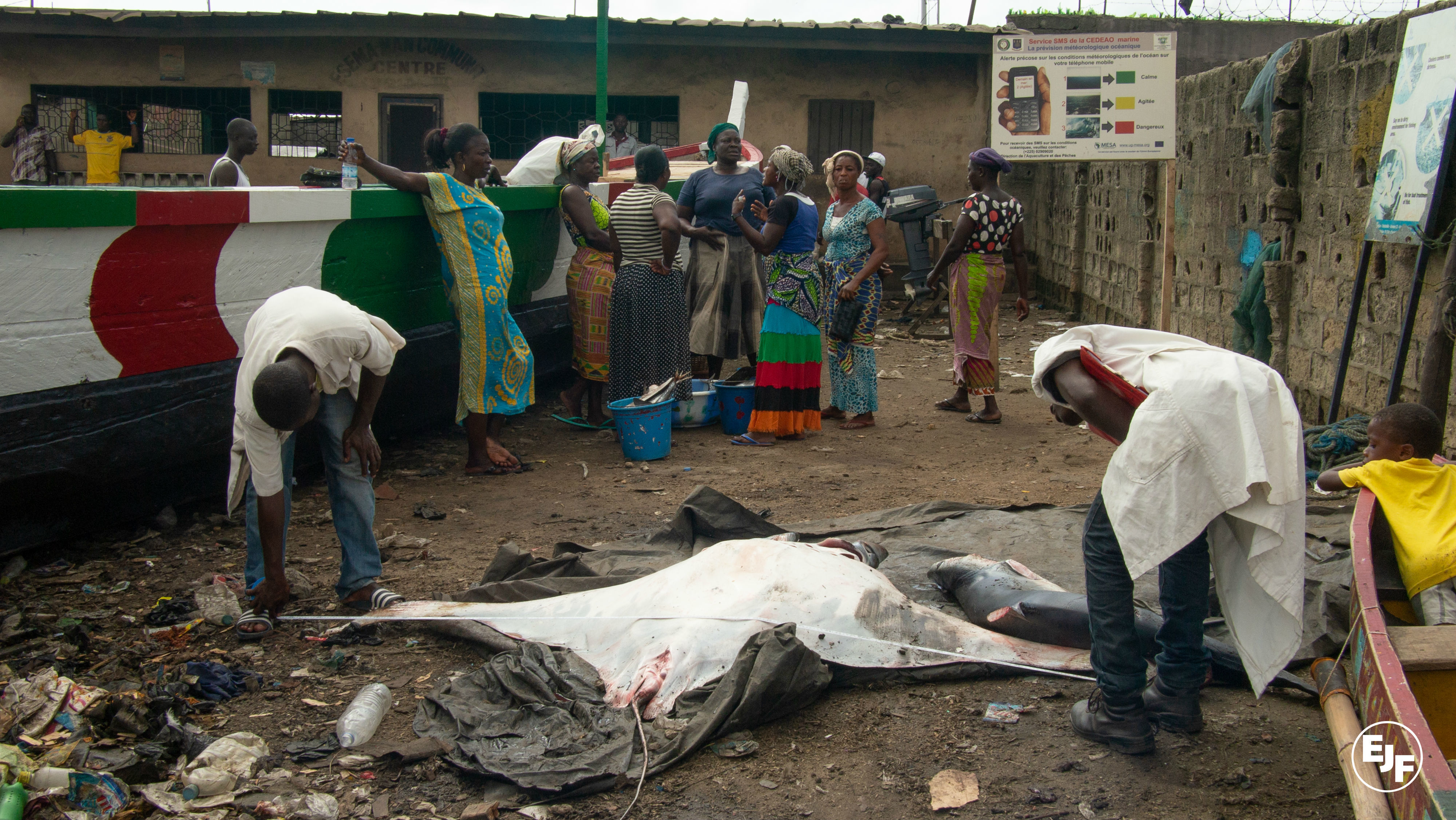 New project to sustainably manage sharks and rays in the Ivory coast